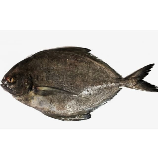Black Pomfret