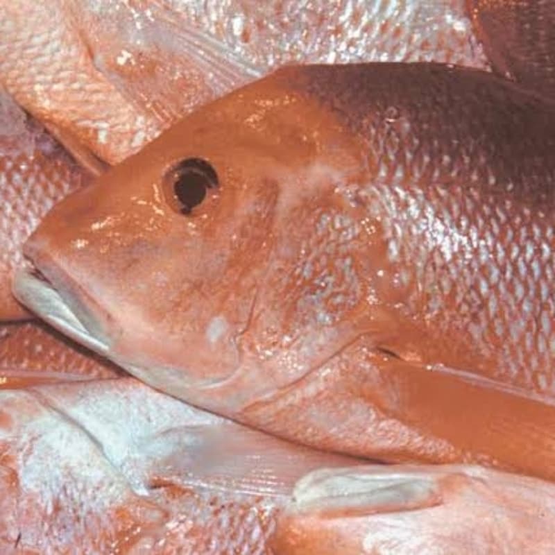 Heera/ Red Snapper