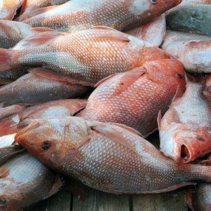 Heera/ Red Snapper