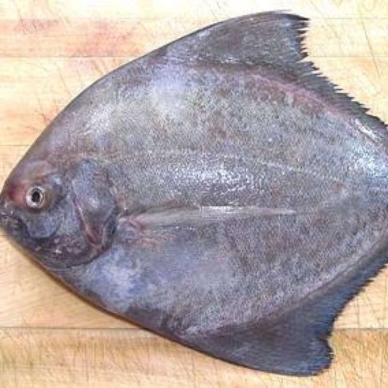 Black Pomfret