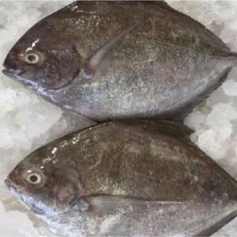 Black Pomfret