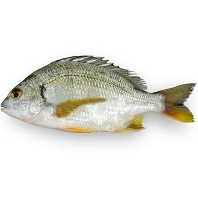 Dandia White