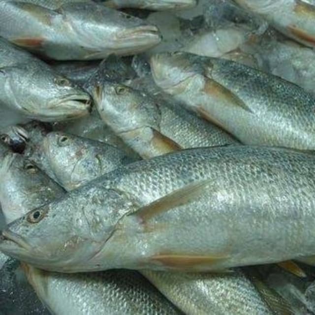 Goli Mushka