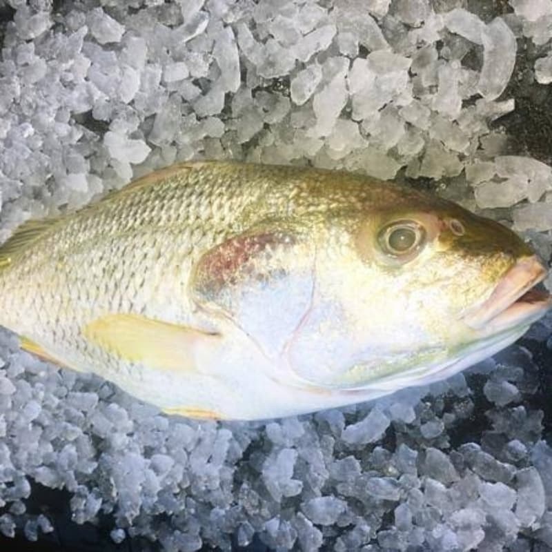 Dothar Fish