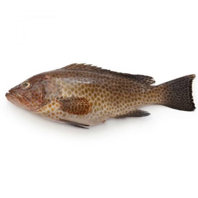 Gissar