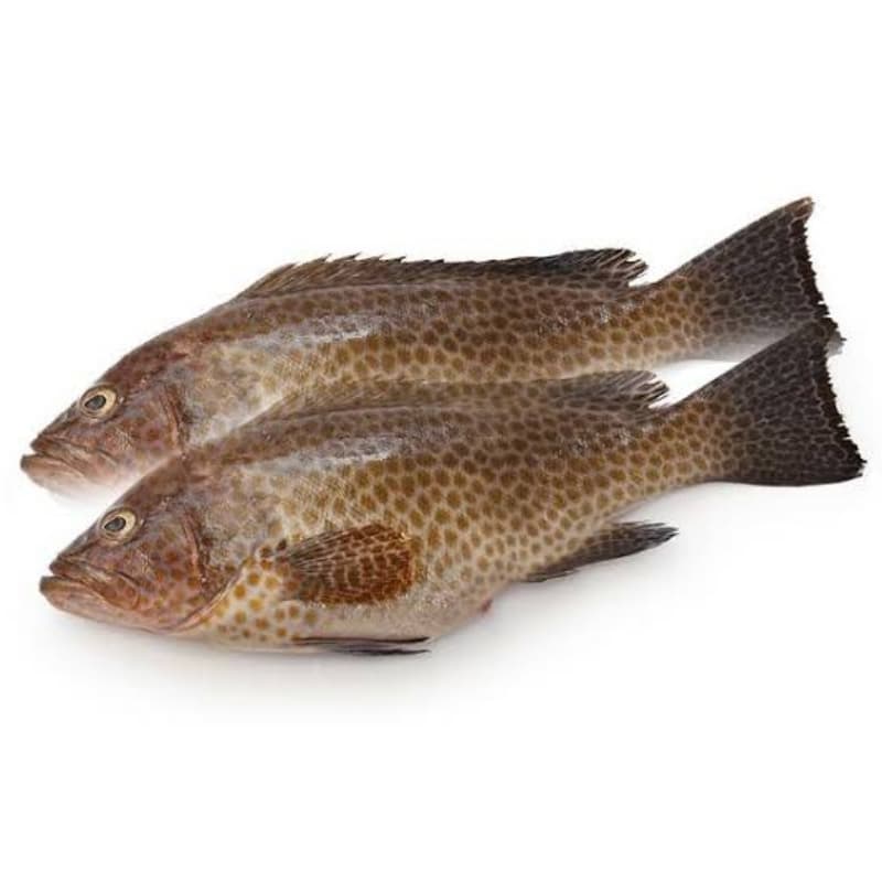 Gissar