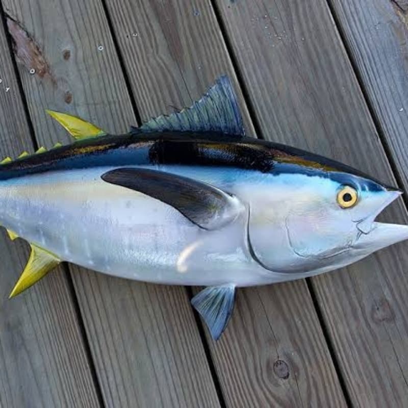 Yellowfin Tuna