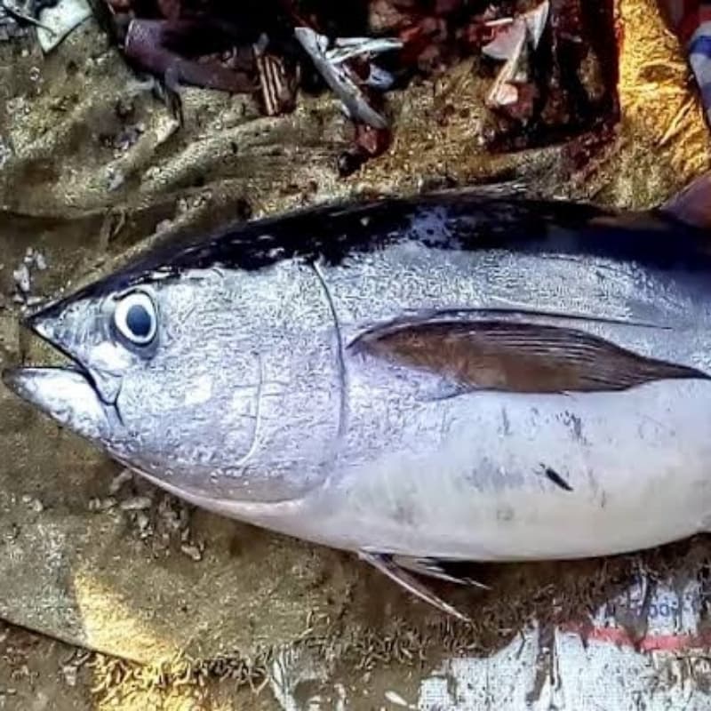 Yellowfin Tuna