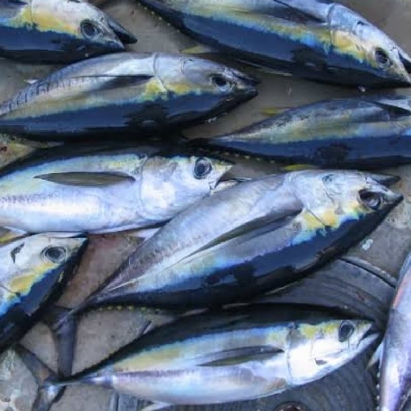 Big Eye Tuna