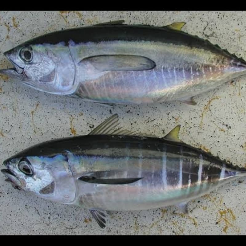 Big Eye Tuna