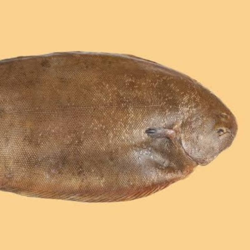 Sole (Chappal)
