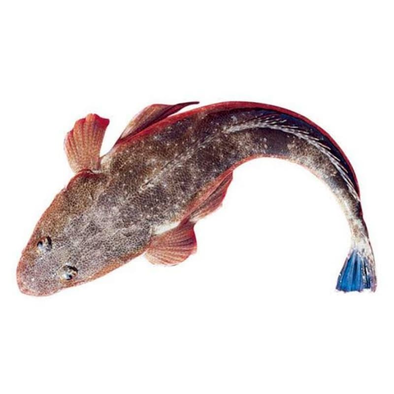 Khukhar/Kukkar Fish