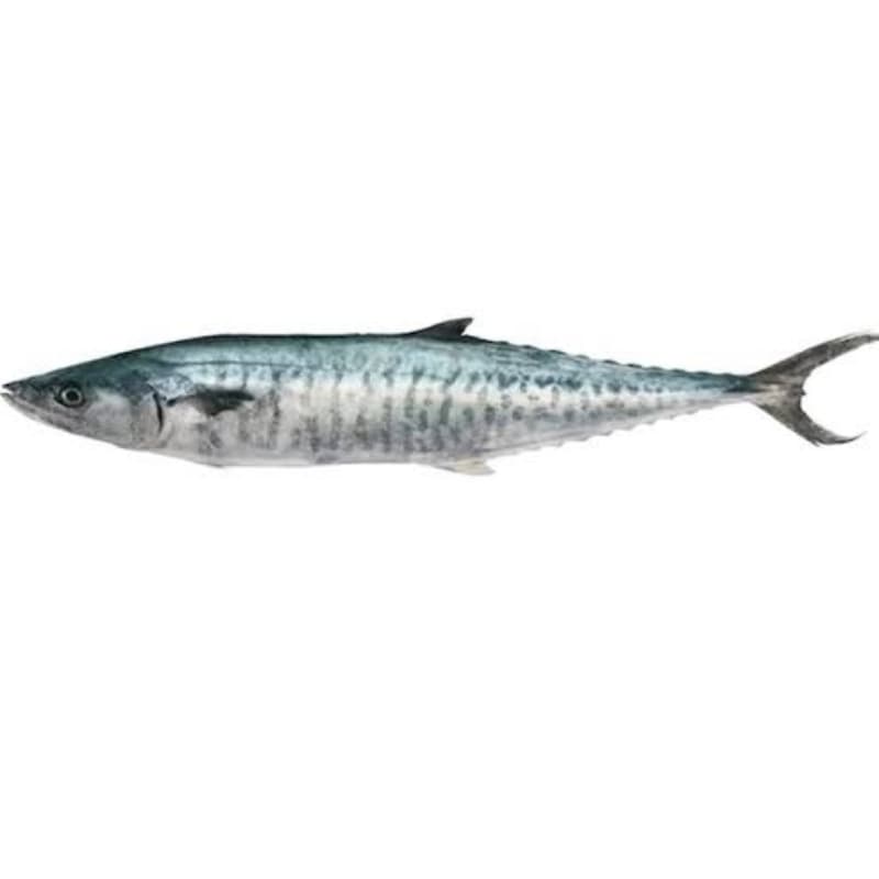 Surmai Fish