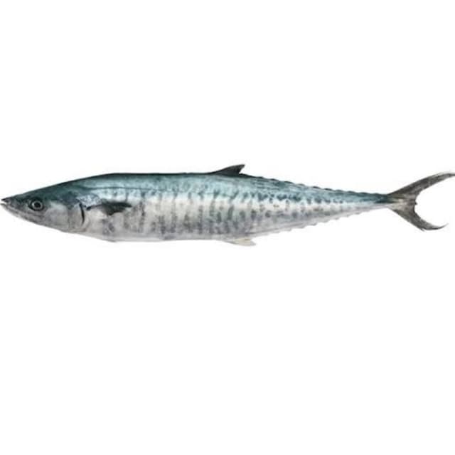 Surmai Fish