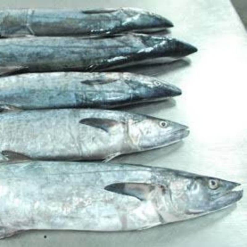 Surmai Fish