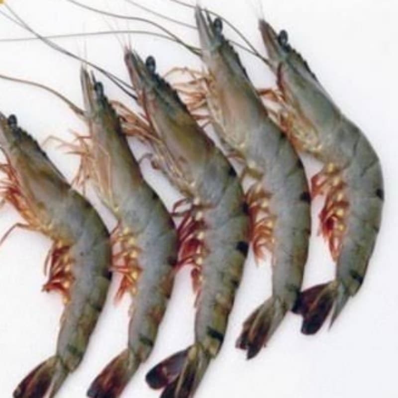 Tiger Prawn