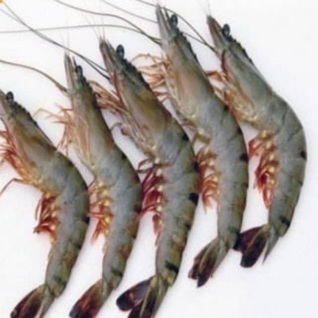 Tiger Prawn