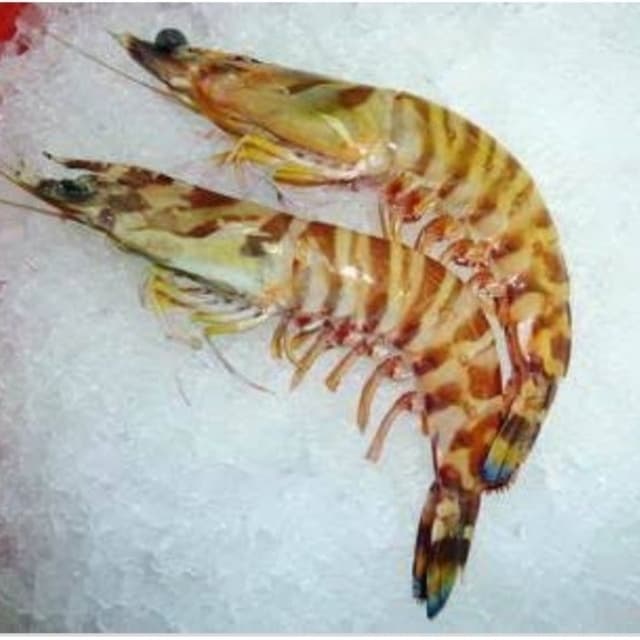 Cat Tiger Prawn